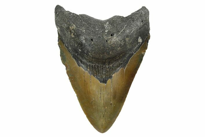 Serrated, Fossil Megalodon Tooth - North Carolina #348299